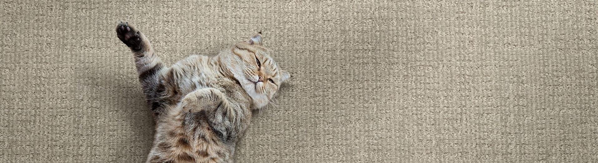 Dixie Home Carpet